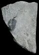 Partial Greenops Trilobite From NY #5749-2